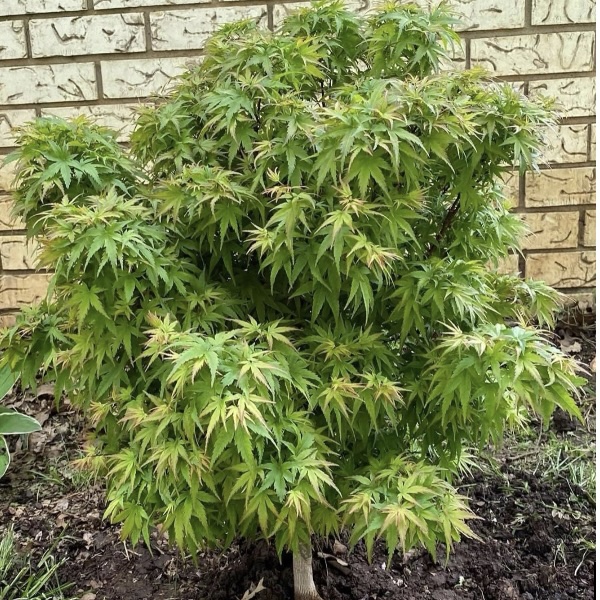 Sharps Pygmy Japanese Maple 18"