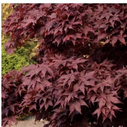 Twombly�s Red Sentinel Japanese Maple 15 Box