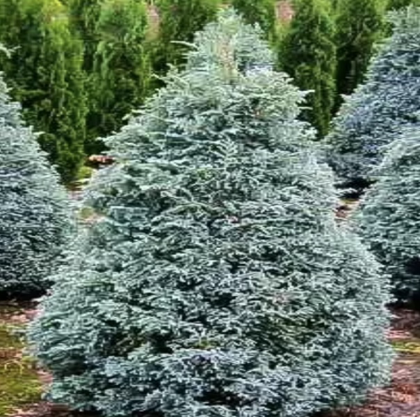 Boulevard Falsecypress 3.5'