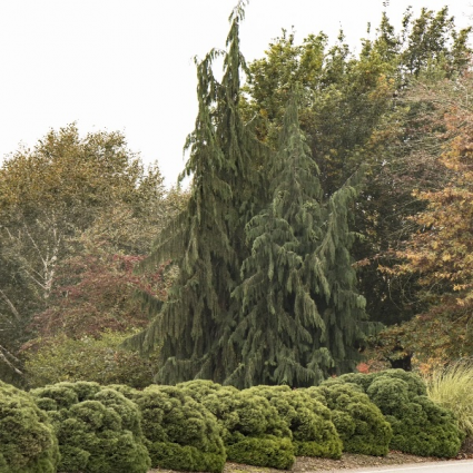 Weeping Alaskan Falsecypress 7'