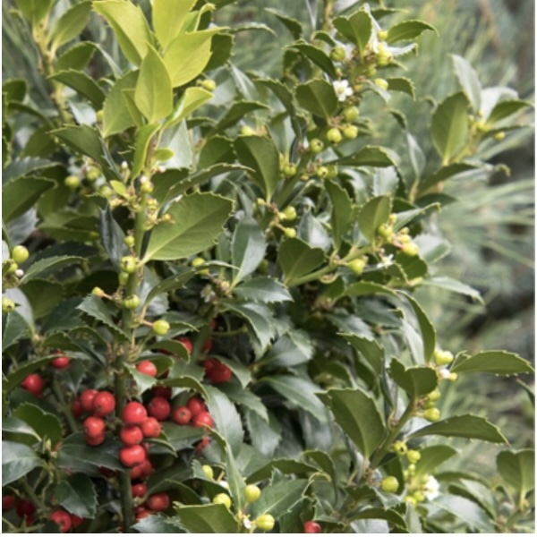 Castle Spire Holly 4'