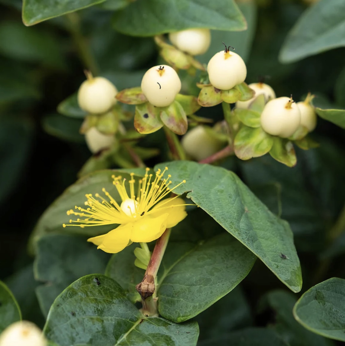 Berry Champagne Hypericum 2G