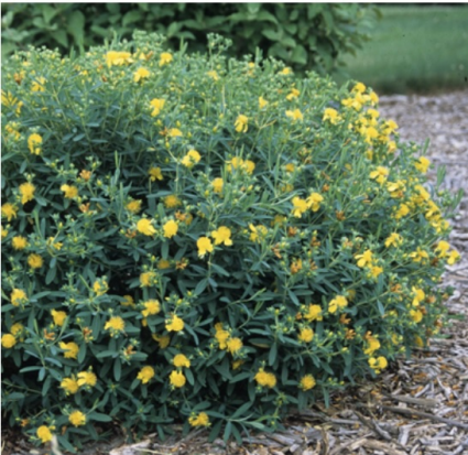 Blue Velvet St. John's Wort (Hypericum) 3-5G