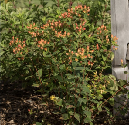 Pumpkin Hypericum 2G