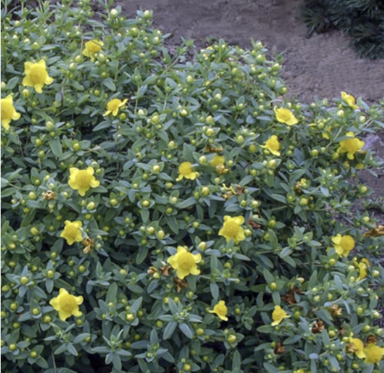 Sunburst 'Hypericum' St.John's Wort 3-5G