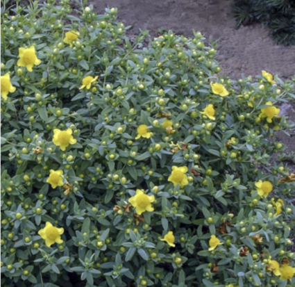 Sunburst 'Hypericum' St.John's Wort 3-5G