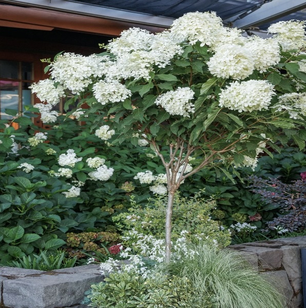 Phanton Hydrangea Tree 10G