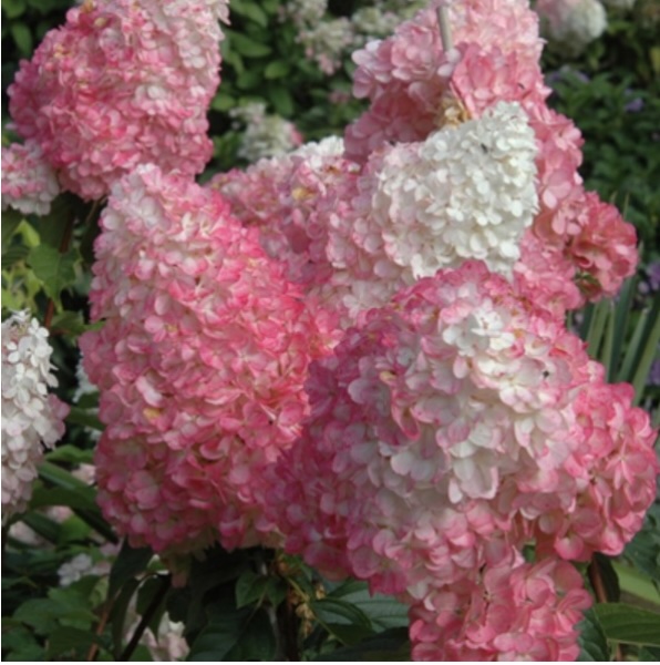 Vanilla Strawberry Hydrangea 10G