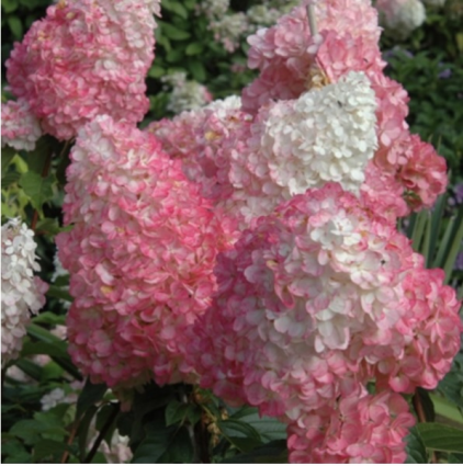 Vanilla Strawberry Hydrangea 10G