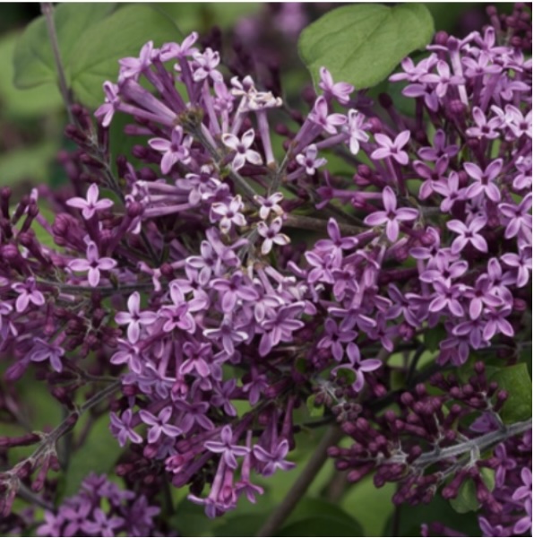 Bloomerang&reg; Dark Purple Reblooming Lilac 10G