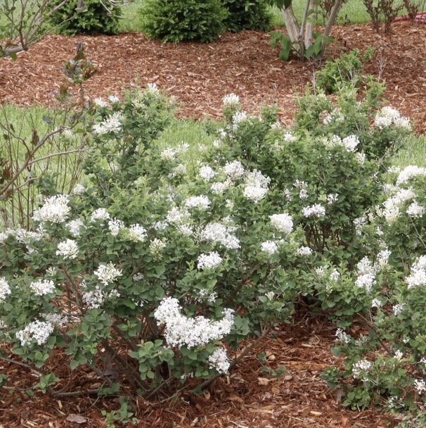 Bloomerang Showmound&reg; Reblooming Lilac 2G
