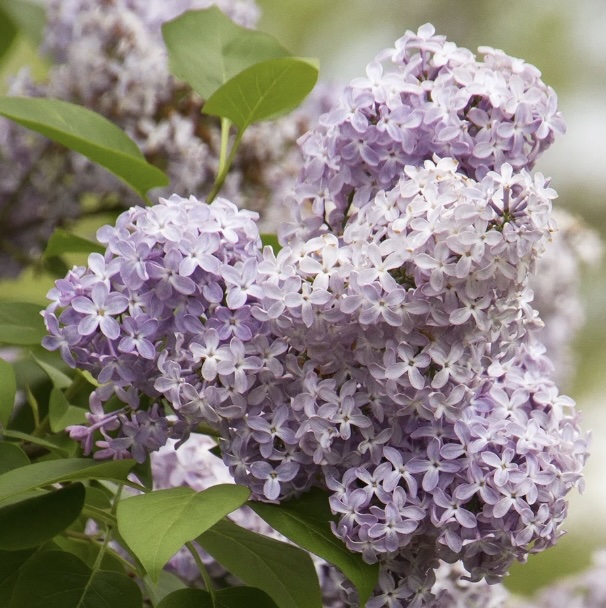 Common Purple Lilac 10G