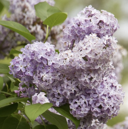 Common Purple Lilac 10G