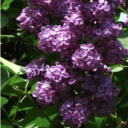 Ludwig Spaeth Lilac 6-7G