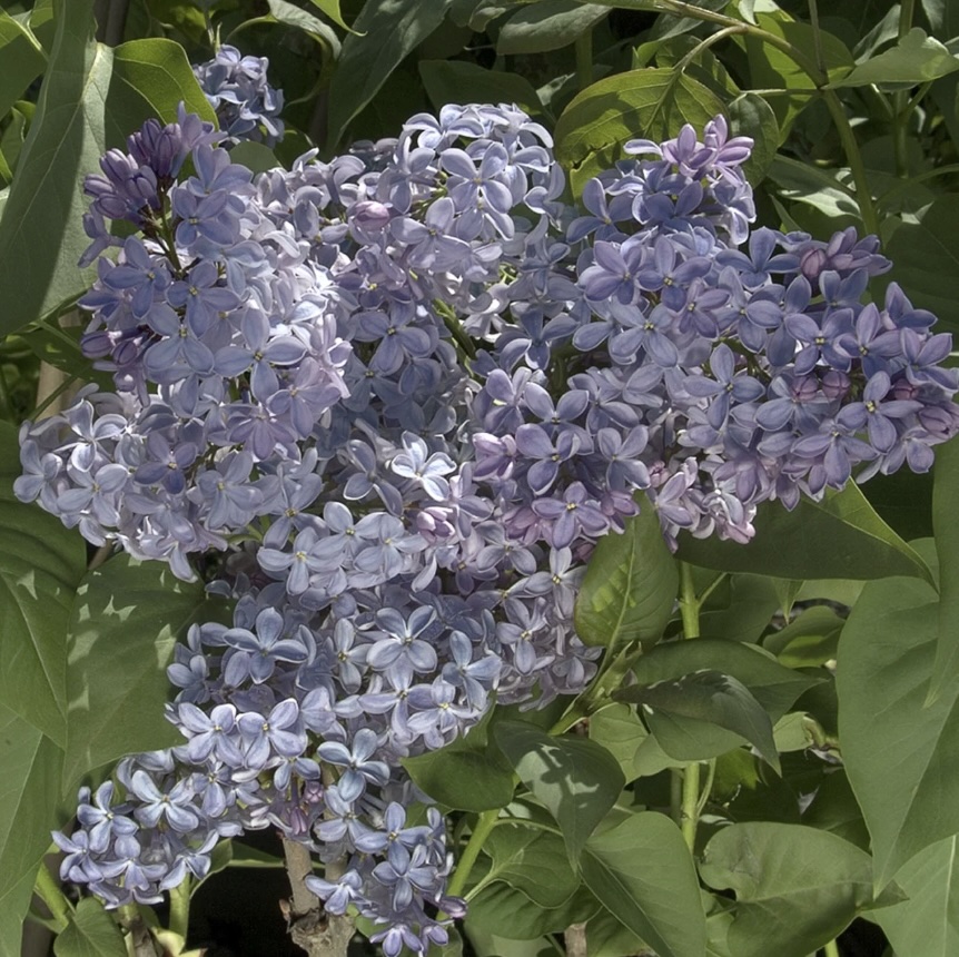 President Lincoln Lilac 10G