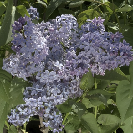 President Lincoln Lilac 10G