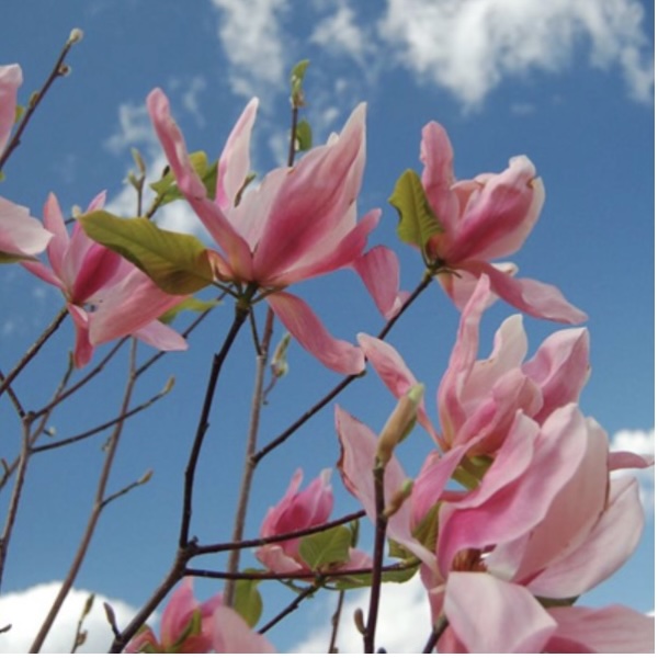 Daybreak Magnolia 7'