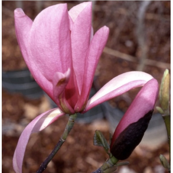 Galaxy Magnolia 6'