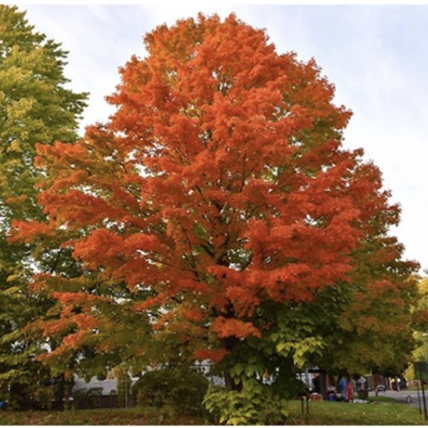 Oregon Trail Maple 1.75"