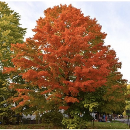 Oregon Trail Maple 1.75"