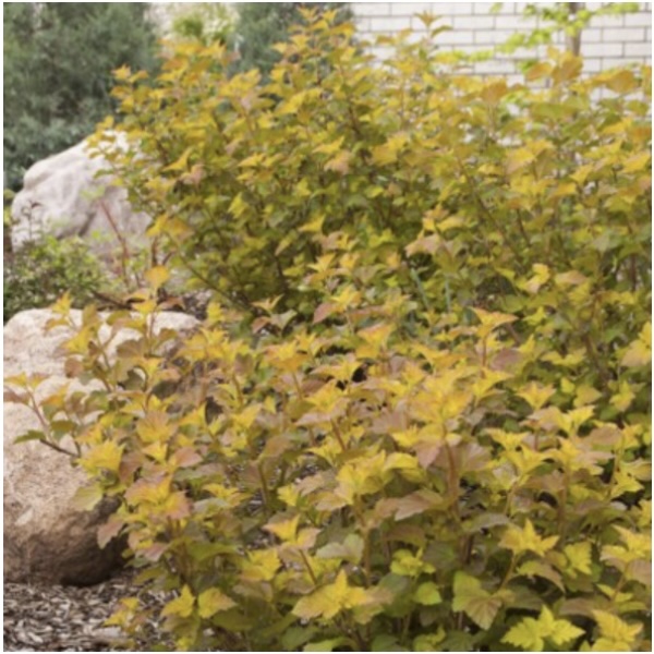 Amber Jubilee Ninebark 10G