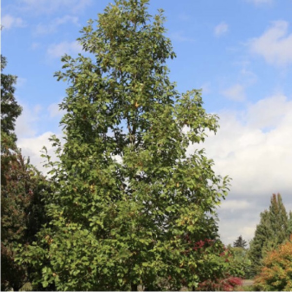 American Dream Oak 2"