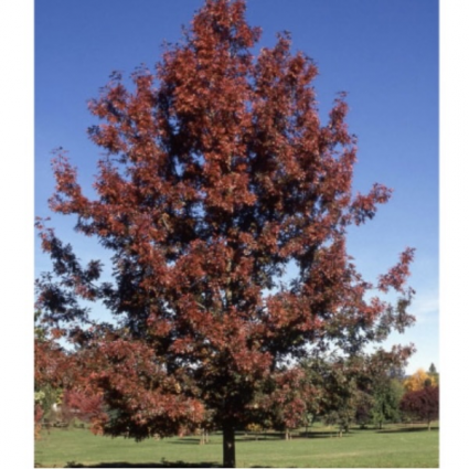 Shumard Red Oak&nbsp;&nbsp;3.5"