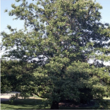 Shingle Oak 3"