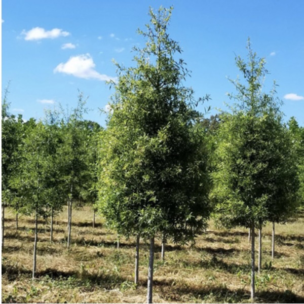 Willow Oak 2"