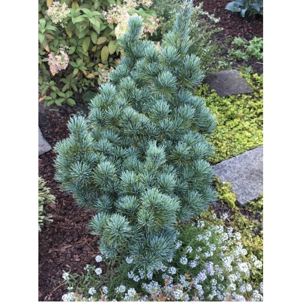 �Aoi� Japanese White Pine 1G
