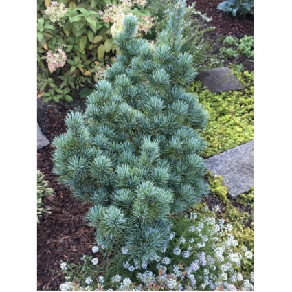 �Aoi� Japanese White Pine 1G