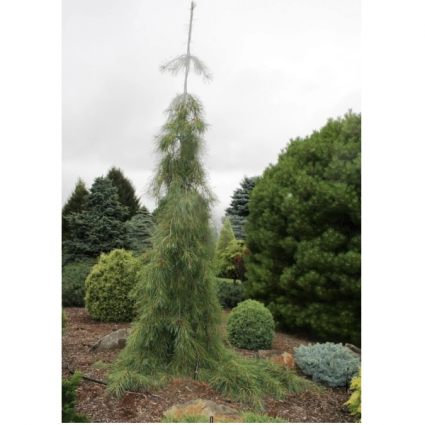 Angel Falls White Pine 15G