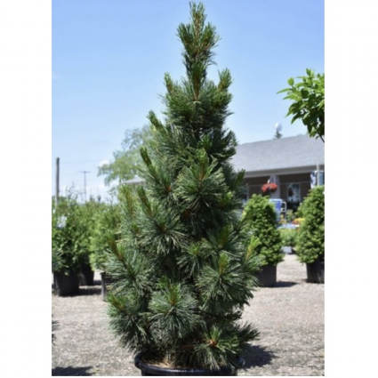 Algonquin Pillar Pine&nbsp;&nbsp;15G