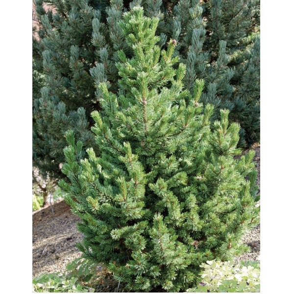 Bristlecone Horstmann Pine 5G