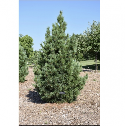 Chalet Swiss Stone Pine 26"