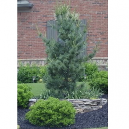 Extra Blue Limber Pine&nbsp;&nbsp;6-7G