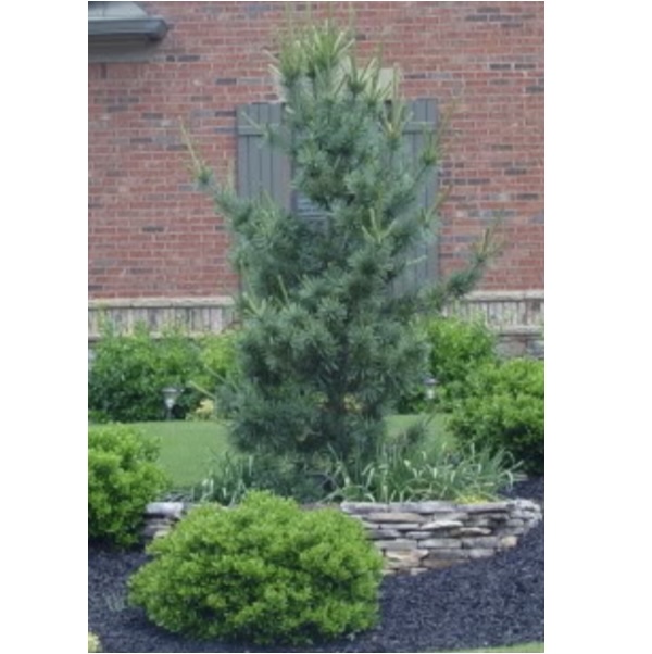Extra Blue Limber Pine 5'