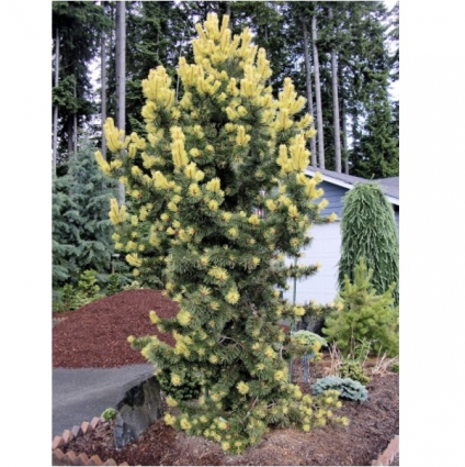 Taylors Sunburst Pine 7G