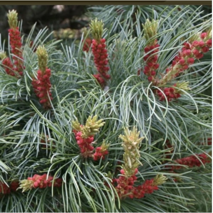 Bergman Japanese White Pine 6-7G