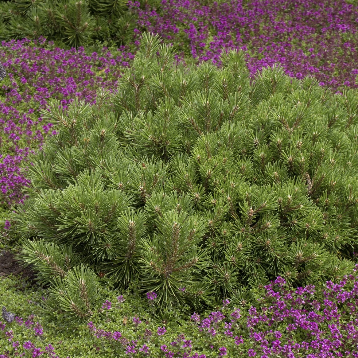 Mops Mugo Pine on Standard 3-5G