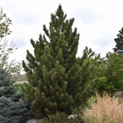 Emerald Arrow Bosnian Pine 10G