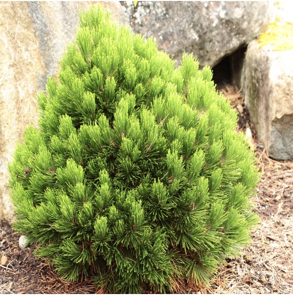 Schmidtii Bosnian Pine 3-5G