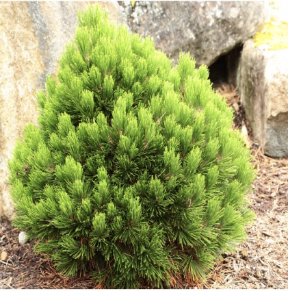 Schmidtii Bosnian Pine 3-5G