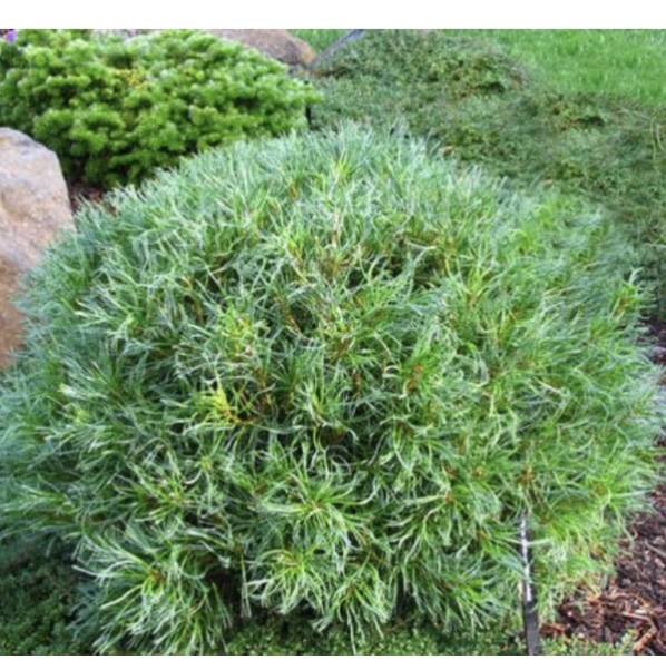 Mini Twists Pine 3-5G