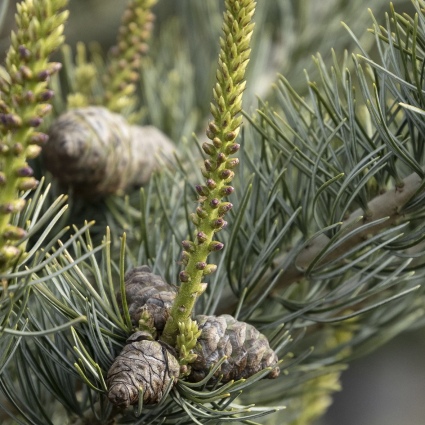 Glauca Brevifolia Japanese White Pine 15G