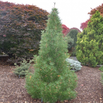 Picola Japanese Umbrella Pine 3-5G