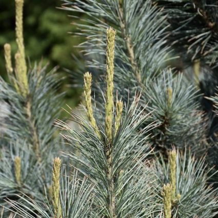 Pacific Blue Pine 5'