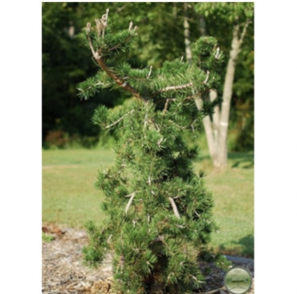 Uncle Fogy Pine 6-7G