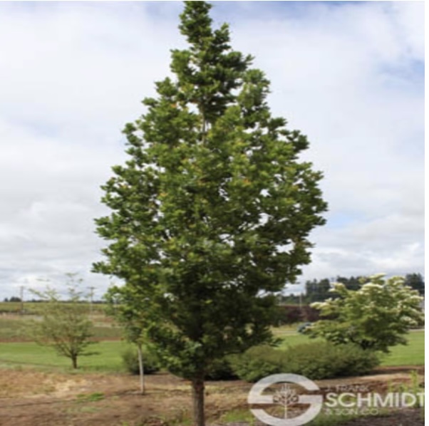 Streetspire Oak 2.5"