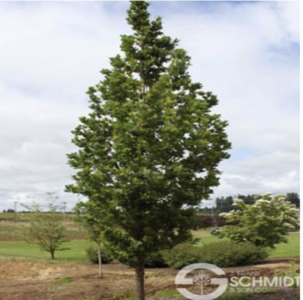 Streetspire Oak 2.5"